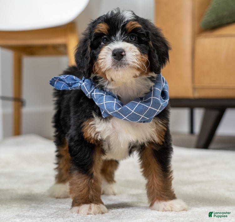 Mini Bernedoodle dogs Remi - Ad 2