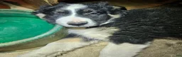 Border Collie dogs for sale: Elfrank (Call-Text) - Ad 7
