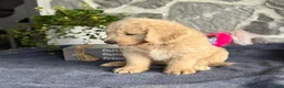 Goldendoodle dogs for sale: Nash - Ad 8