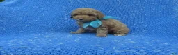 Toy Poodle dogs for sale: Jace  - Ad 1