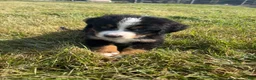 Bernese Mountain Dog dogs for sale: Paisley - Ad 29