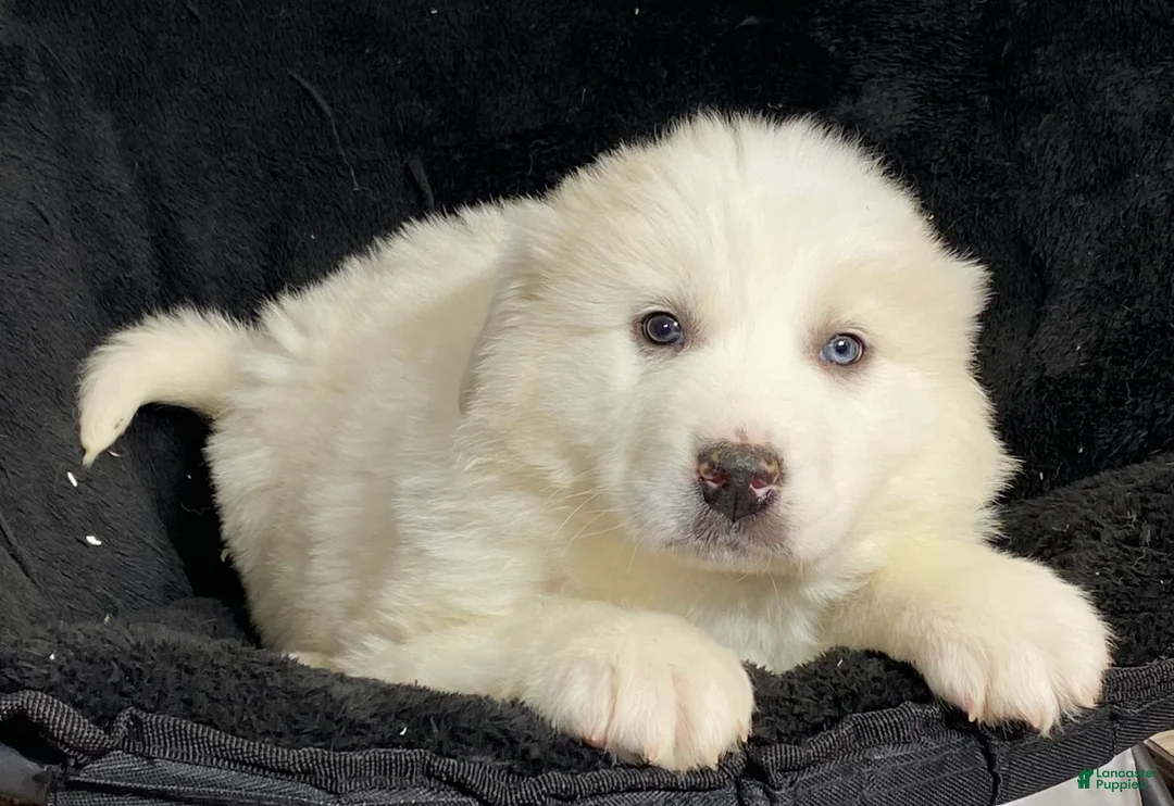 Great Pyrenees dogs for sale: Gloria - Ad 2