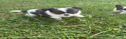 Chihuahua dogs for sale: Chihuahua 1 - Ad 3