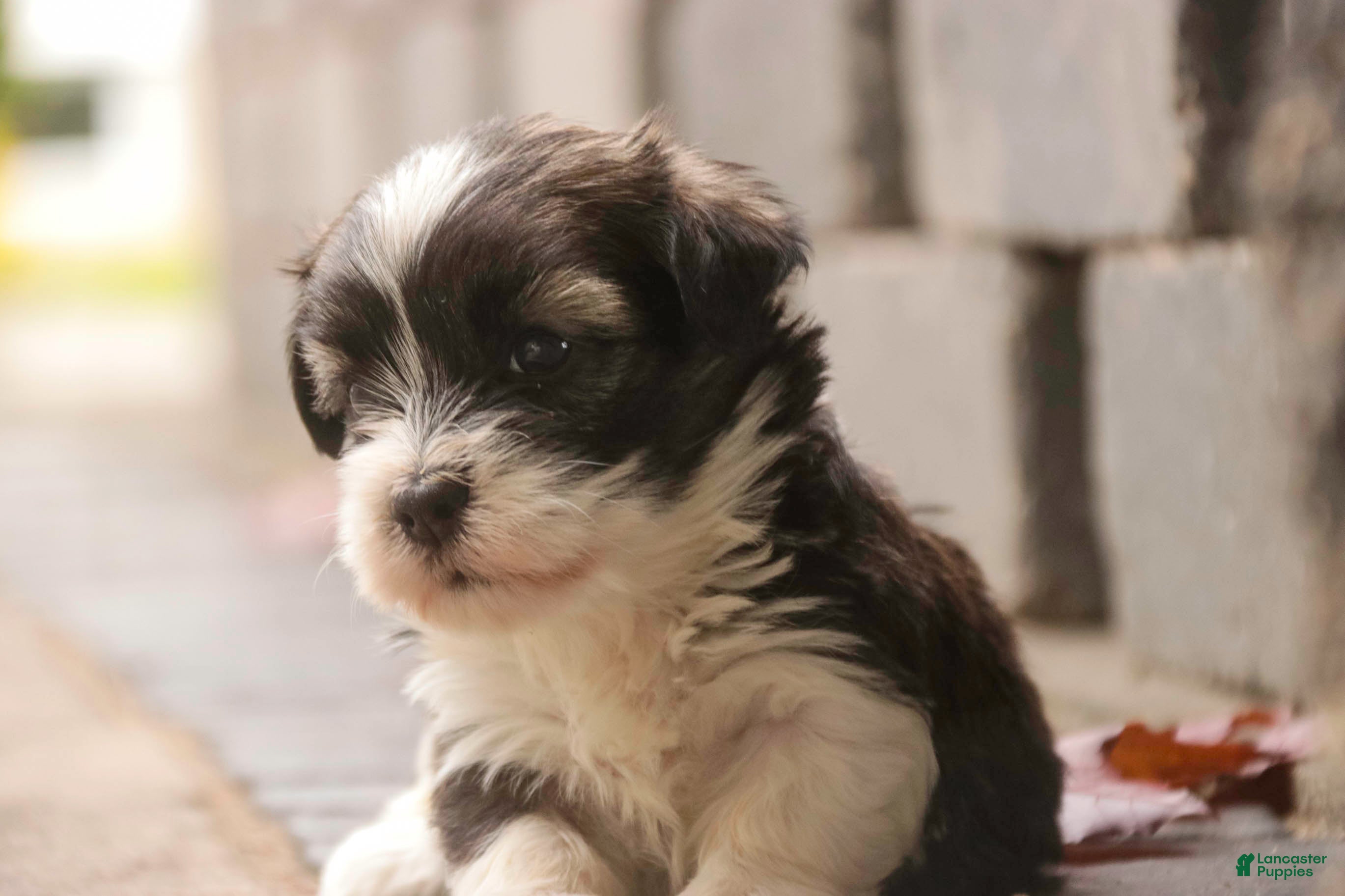 Havanese dogs Thelma Havanese Puppy  - Ad 2