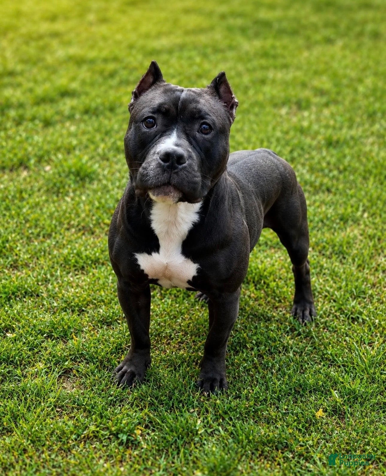 American Bully dogs American Bully 3 - Ad 2