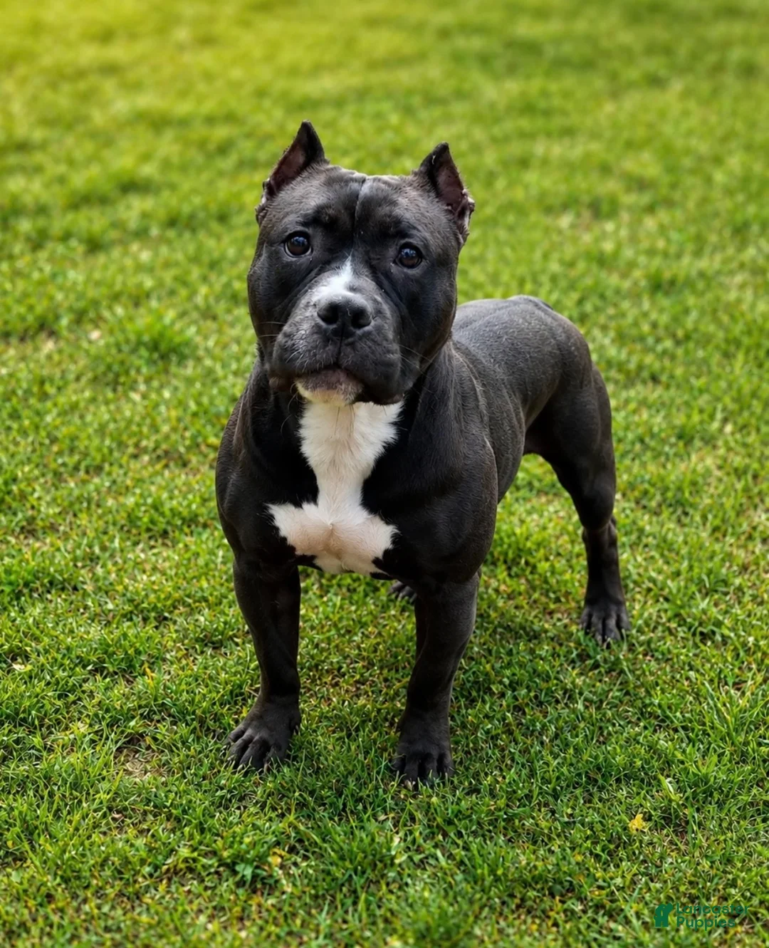 American Bully dogs for sale: American Bully 2 - Ad 6