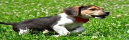 Beagle dogs for sale: Vance - Ad 9