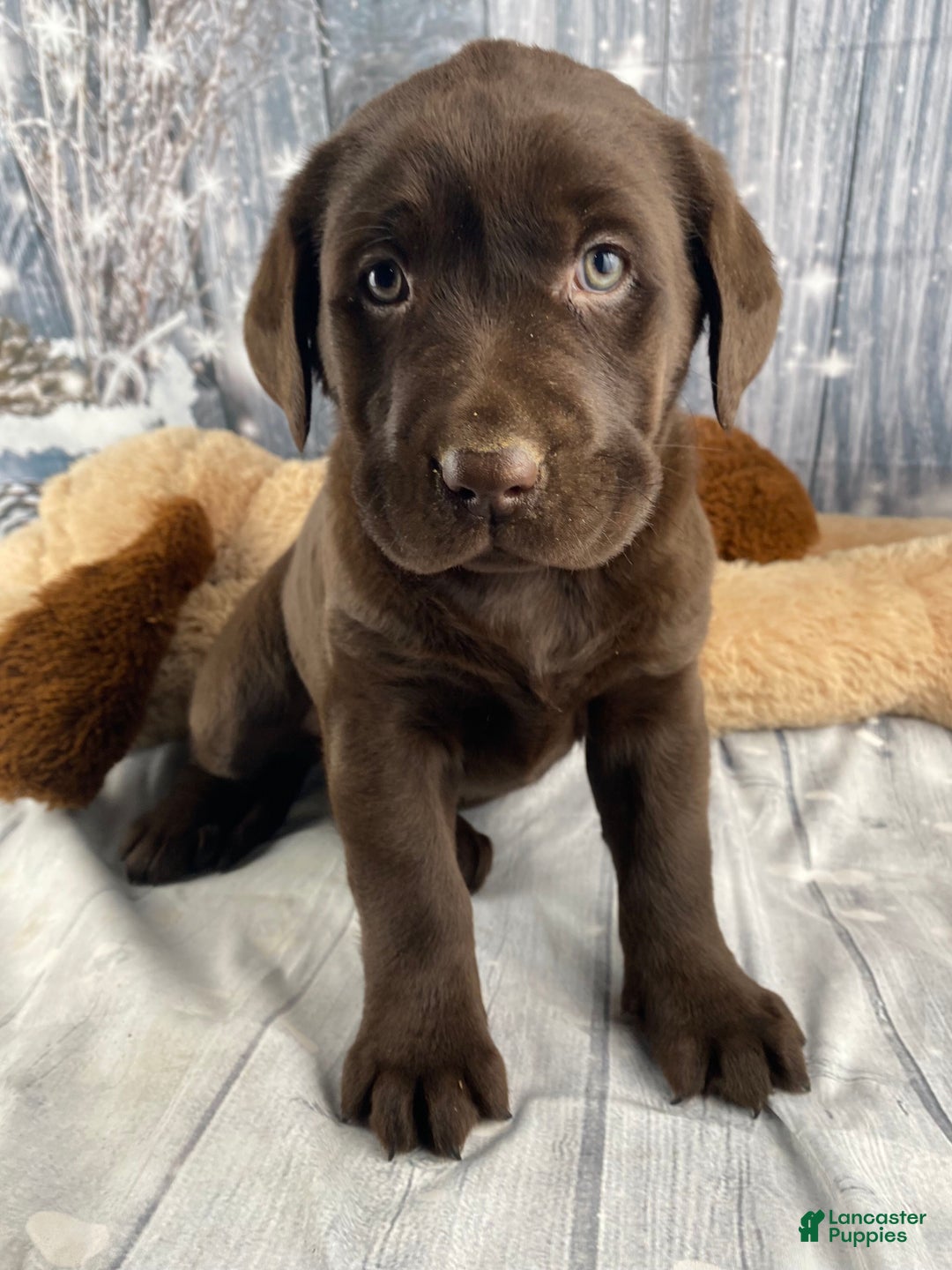 Labrador Retriever dogs for sale: Ava - Ad 12