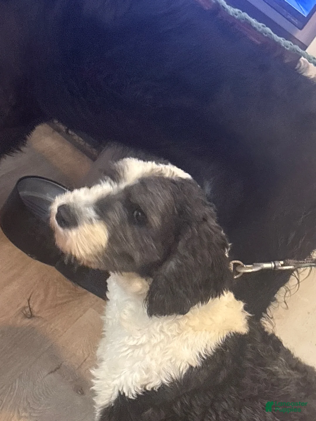 Mini Sheepadoodle dogs for sale: Mini Sheepadoodle 1 - Ad 2