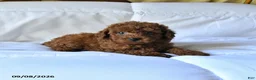 Toy Poodle dogs for sale: Teddy - Ad 4