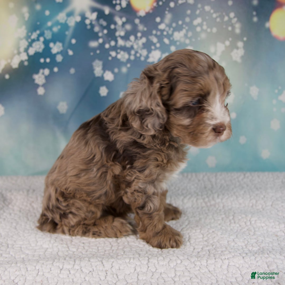 Cockapoo dogs for sale: Coco - Ad 6