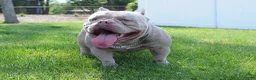 American Bully dogs for sale: American Bully Puppy 1 - Ad 17