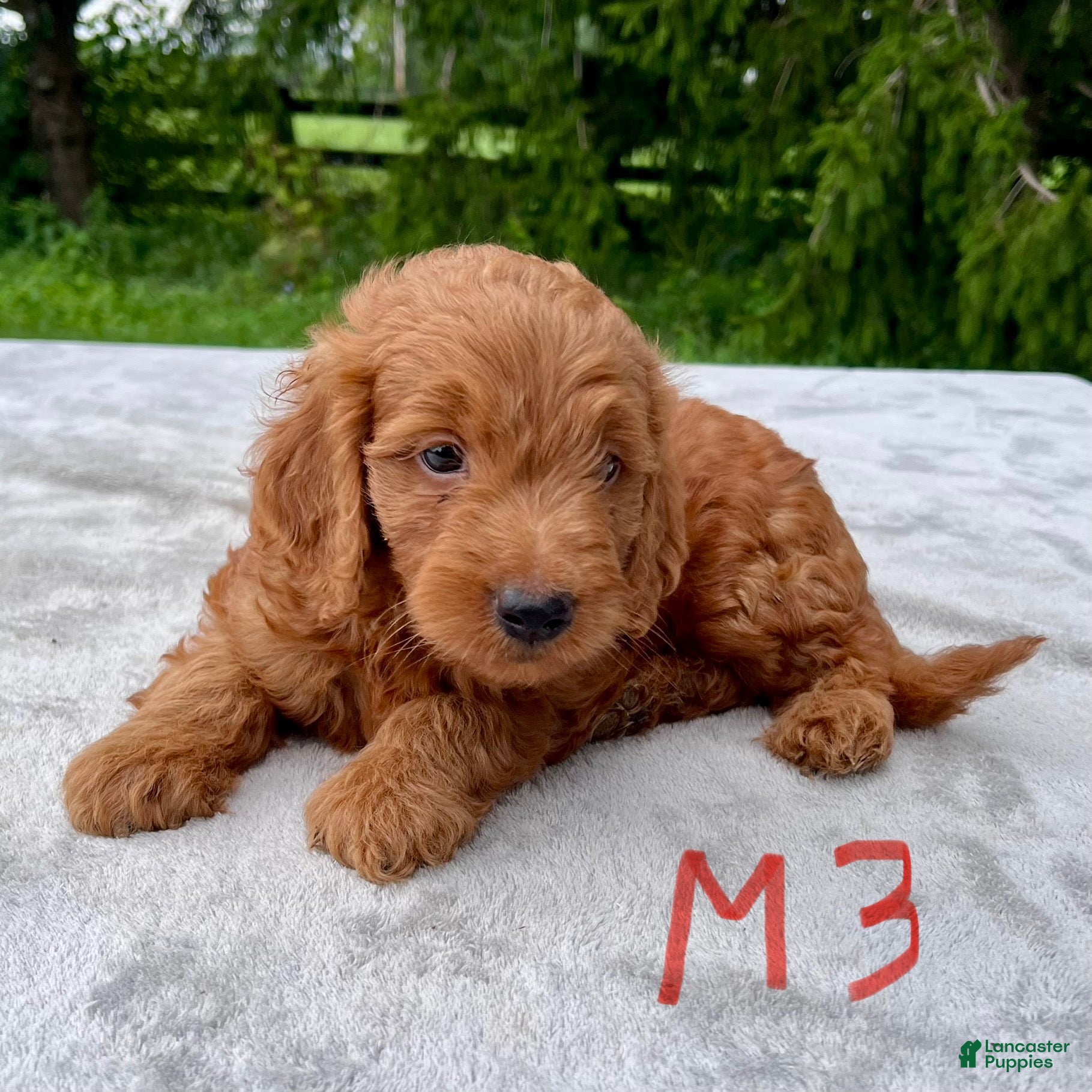 Goldendoodle dogs Hawkeye medium sized - Ad 2