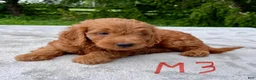 Goldendoodle dogs for sale: Hawkeye medium sized - Ad 2