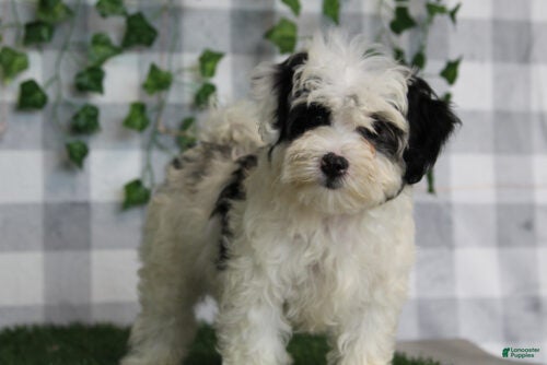 Yuri (Maltipoo, Female) in Marietta, GA
