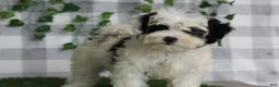 Maltipoo dogs for sale: Yuri - Ad 1