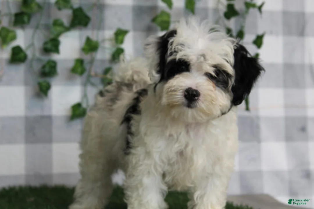 Maltipoo dogs for sale: Yuri - Ad 1