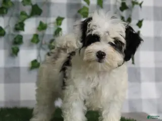 Maltipoo dogs Yuri - Ad 1