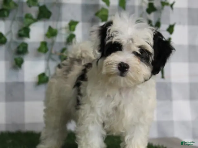 Maltipoo dogs for sale: Yuri - Ad 27
