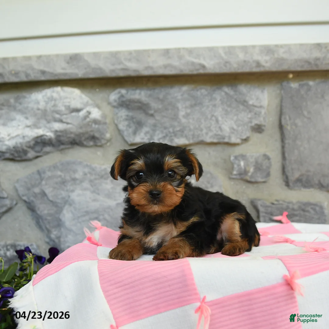 Yorkshire Terrier dogs for sale: Tuffy - Ad 2