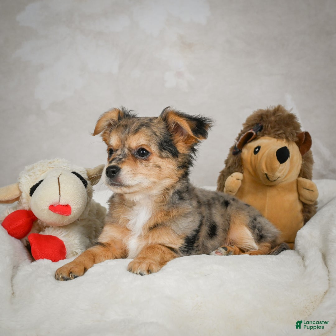 Chihuahua dogs for sale: Jake - Ad 7