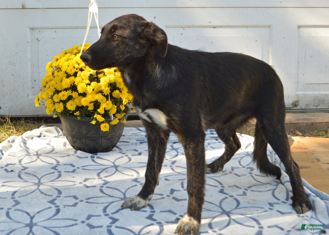 Mixed Breed dogs for sale: Adeline - Ad 2