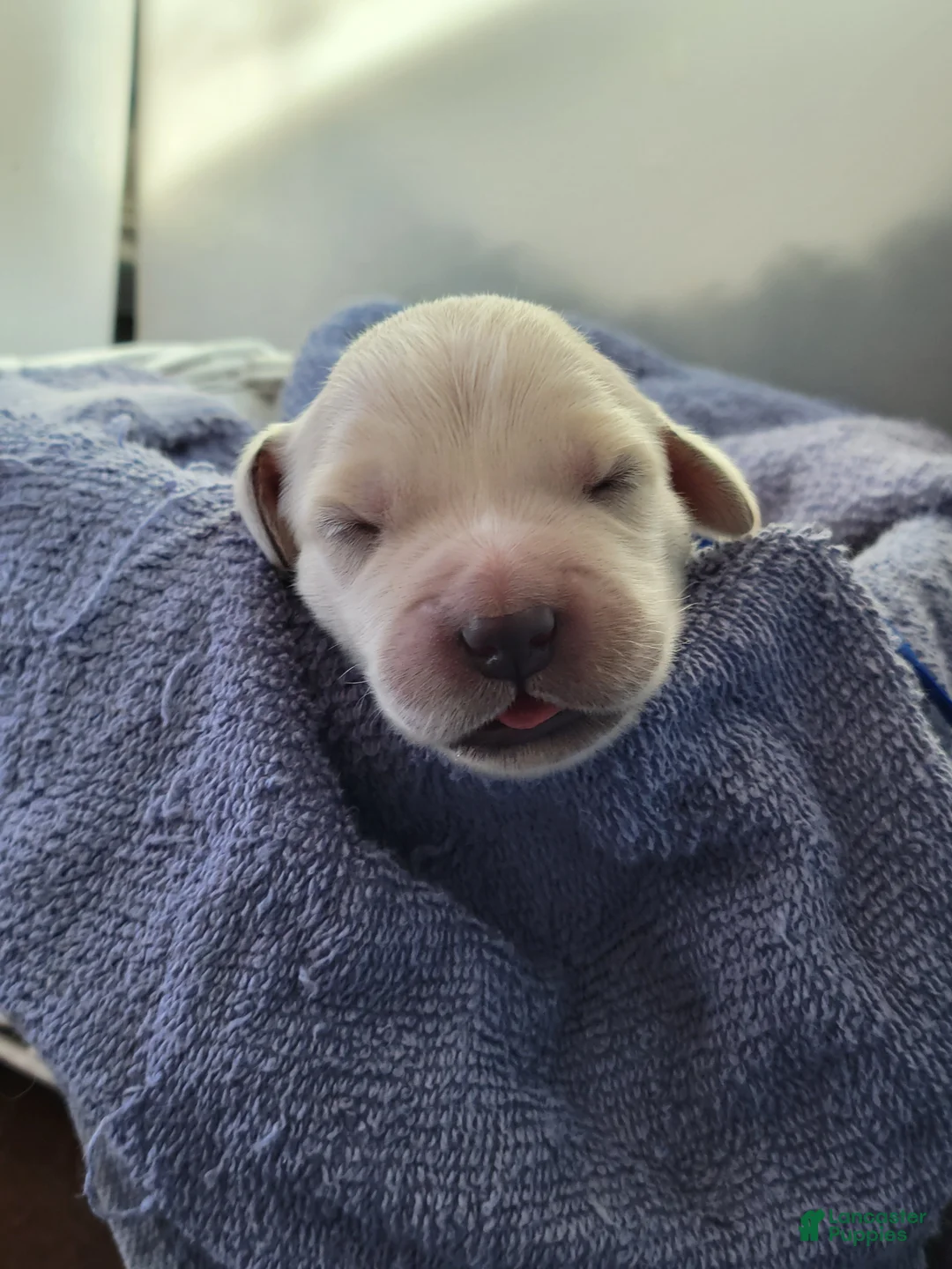 Golden Retriever dogs for sale: Chex - Ad 20