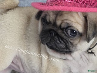 Pug dogs Marie Soft, Sweet, Playful Pug Pup! Born 9-22-25 - Ad 1