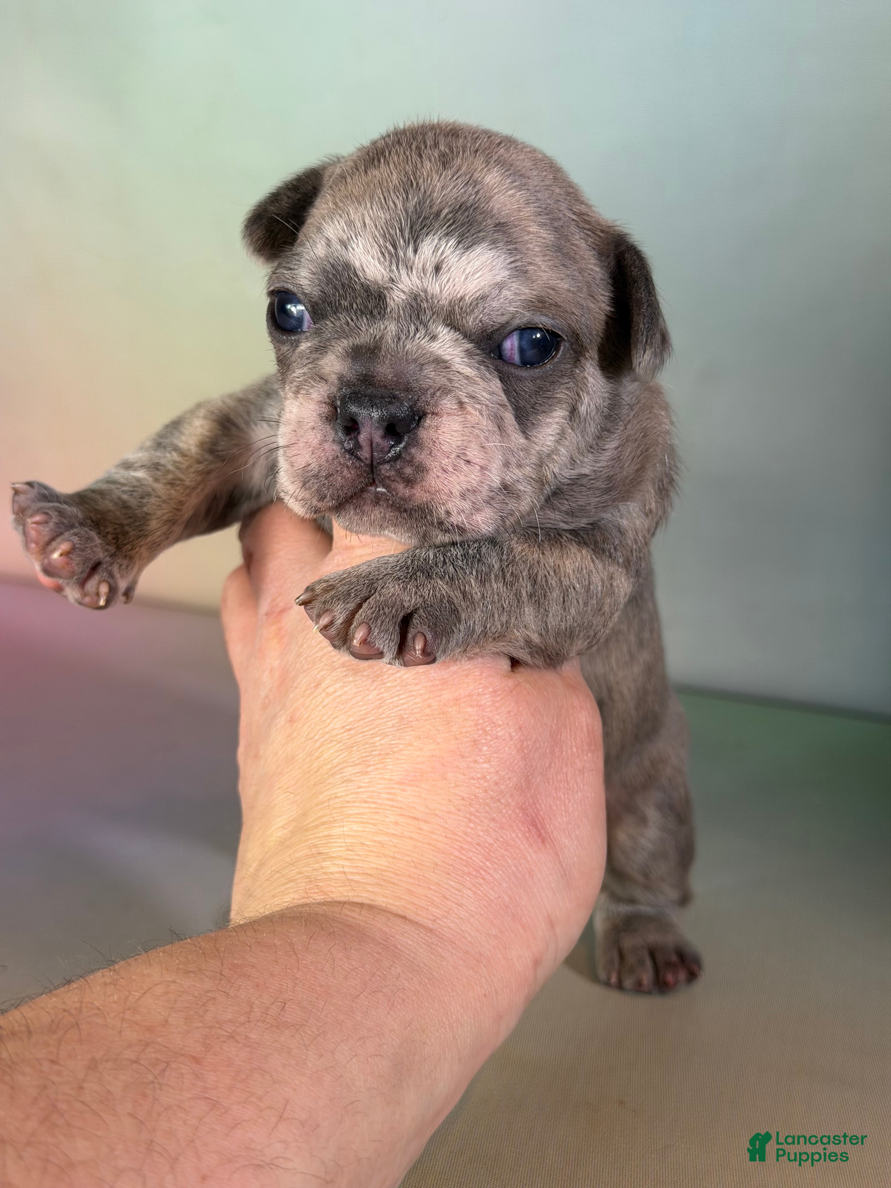 Mixed Breed dogs Juno DNA 88/12 - Ad 1