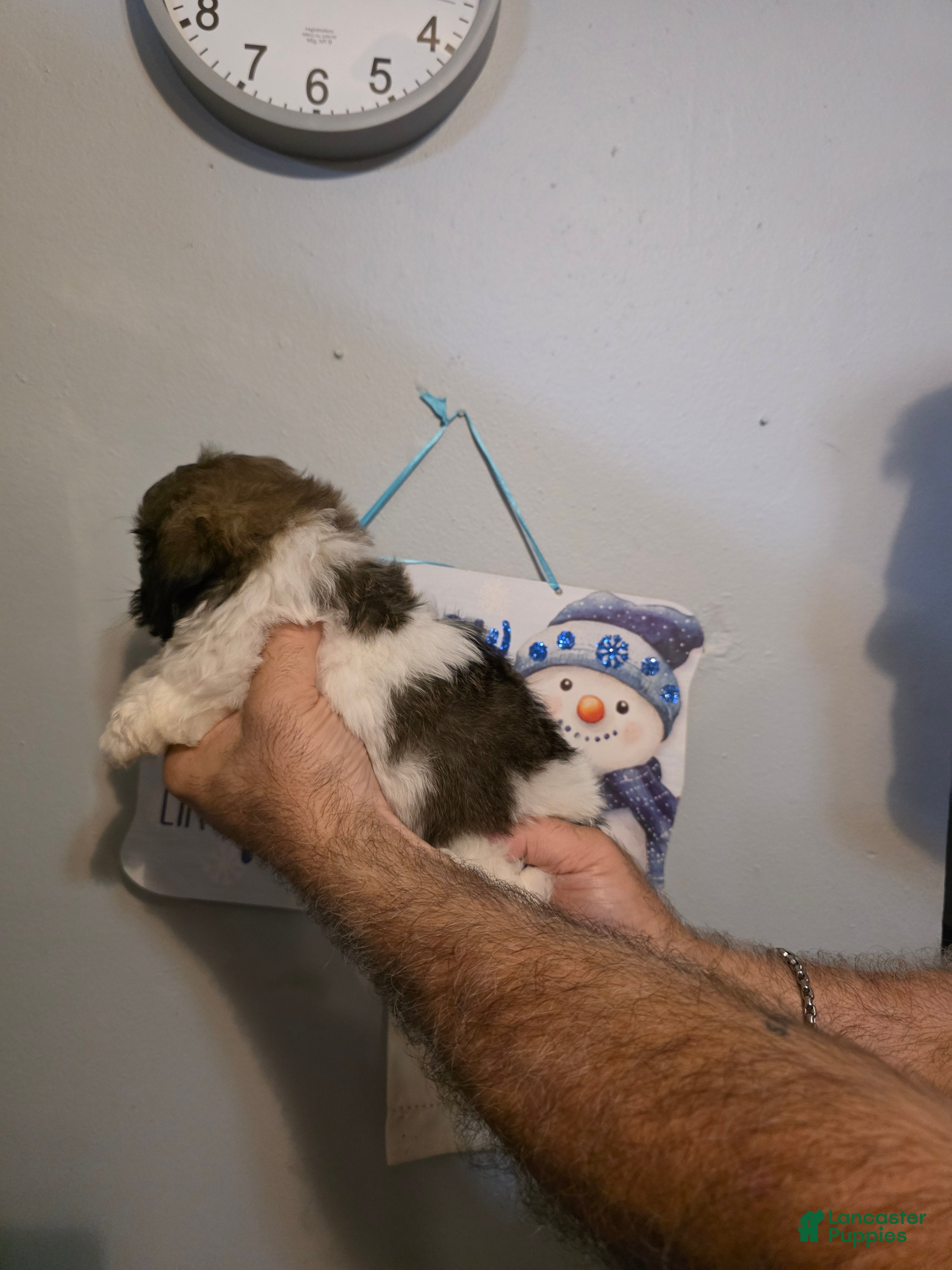 Shihpoo dogs Charlie - Ad 2