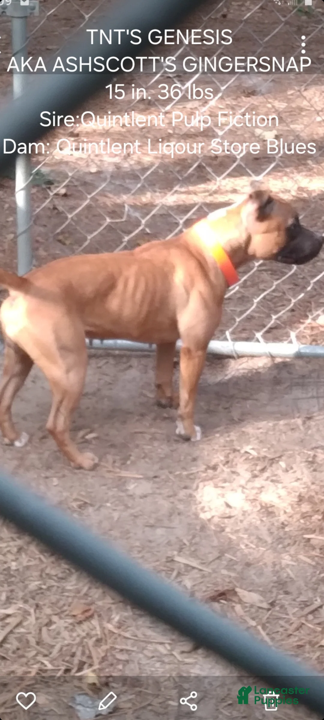 Staffordshire Bull Terrier dogs for sale: Staffordshire Bull Terrier 4 - Ad 3