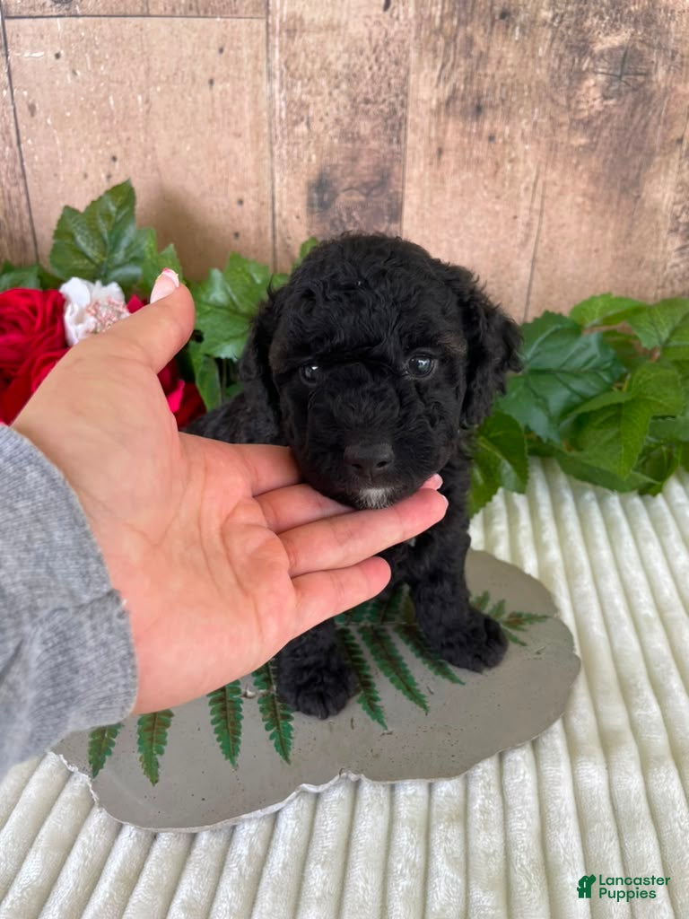 Mini Goldendoodle dogs Mr. Wade - Ad 8