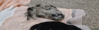 Pomeranian 1