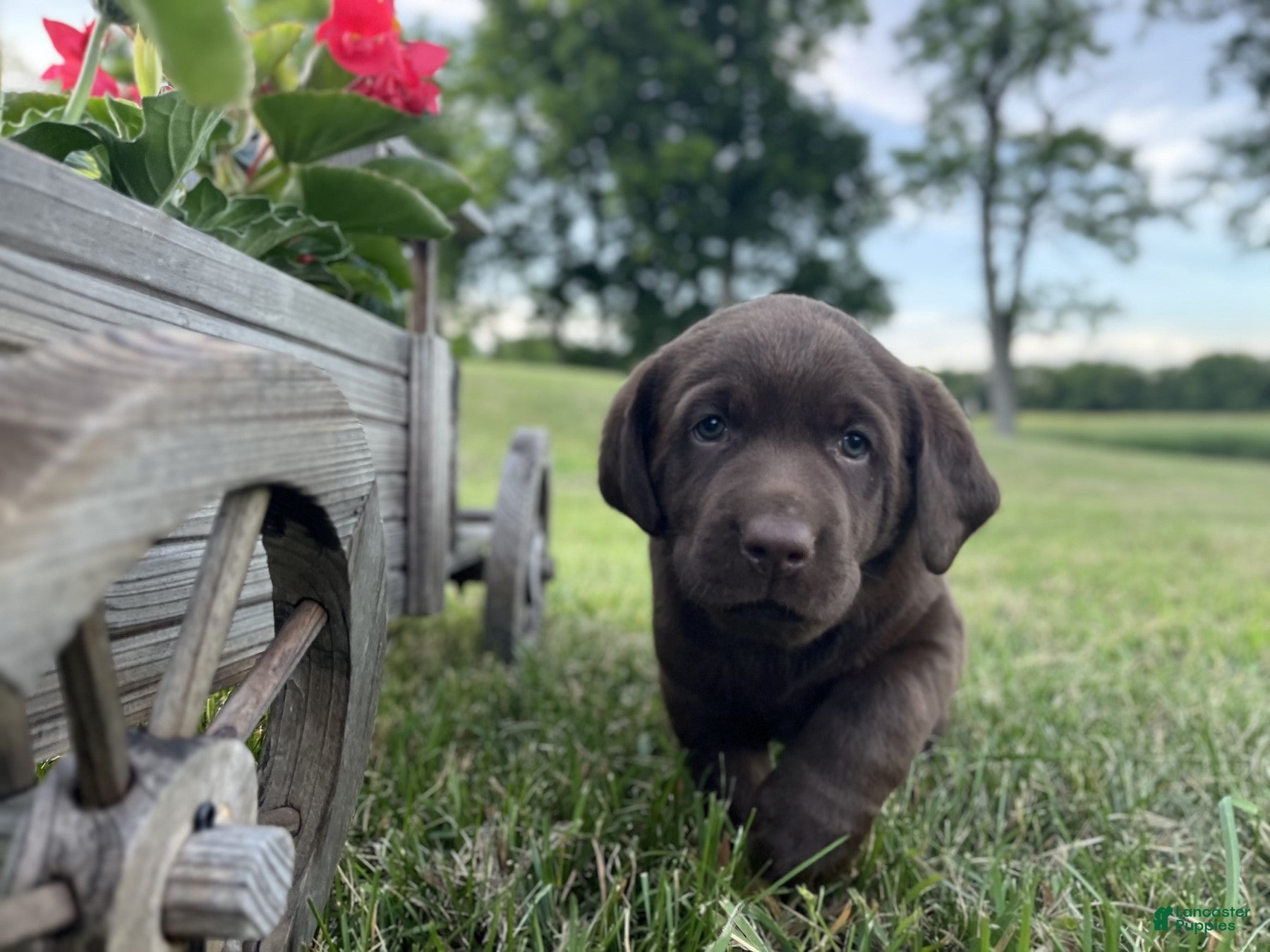 Labrador Retriever dogs for sale: Hunter - Ad 2
