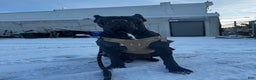 Cane Corso dogs for sale: Onyx - Ad 7