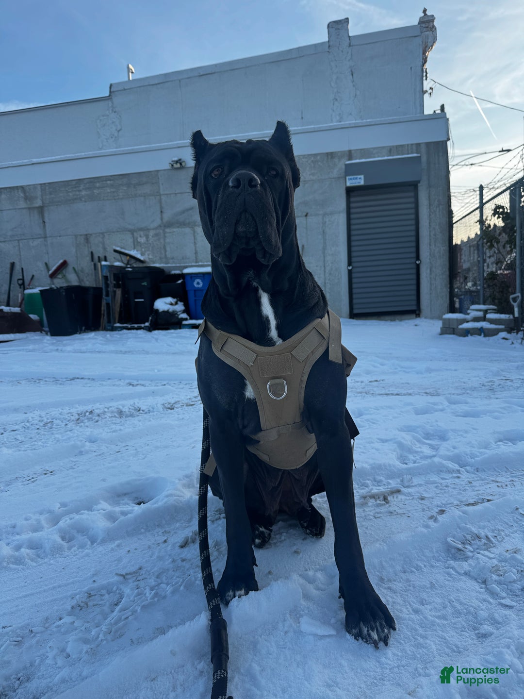 Cane Corso dogs for sale: Onyx - Ad 7