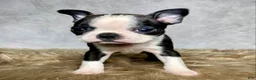 Boston Terrier dogs for sale: Luna - Ad 7