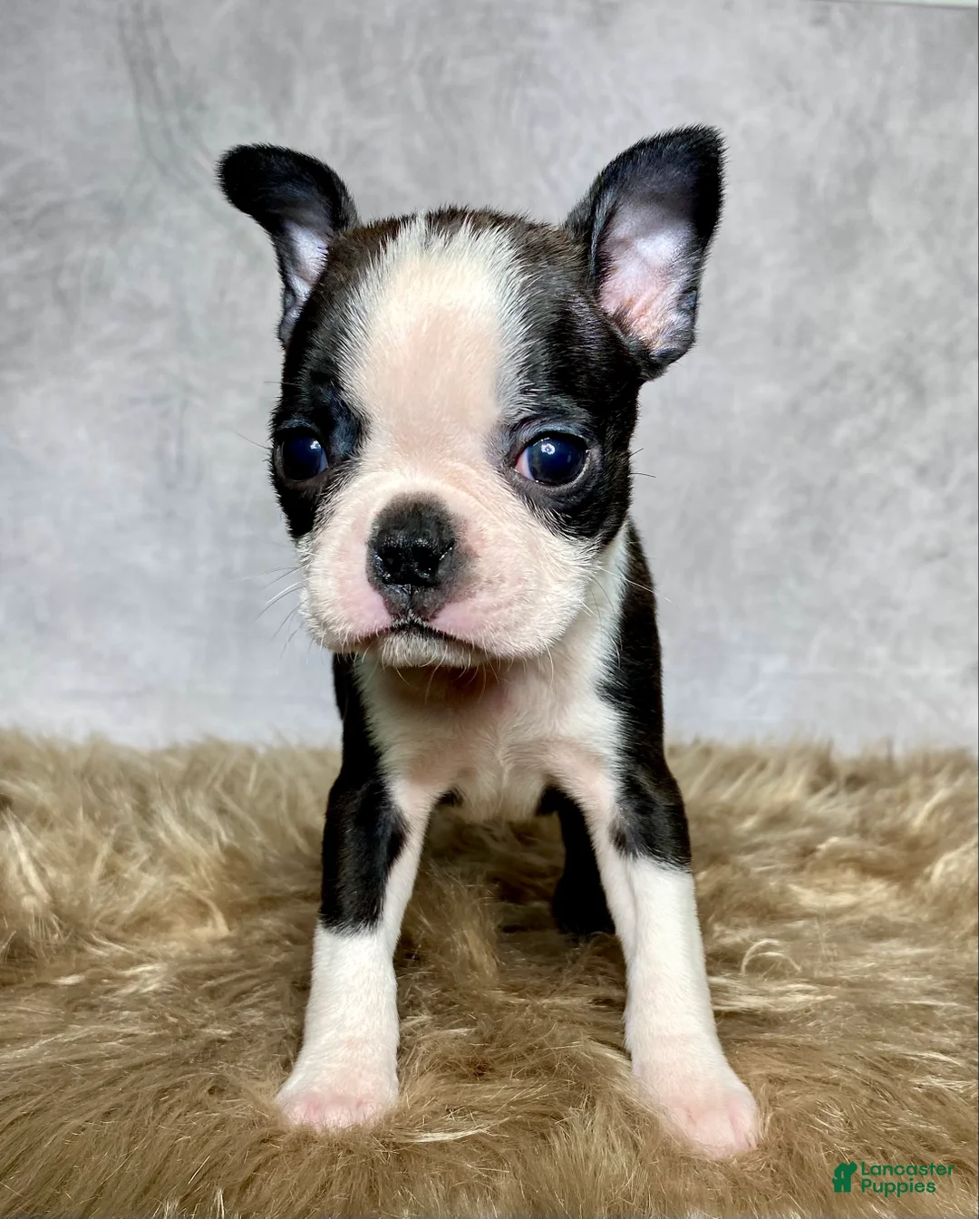 Boston Terrier dogs for sale: Luna - Ad 7
