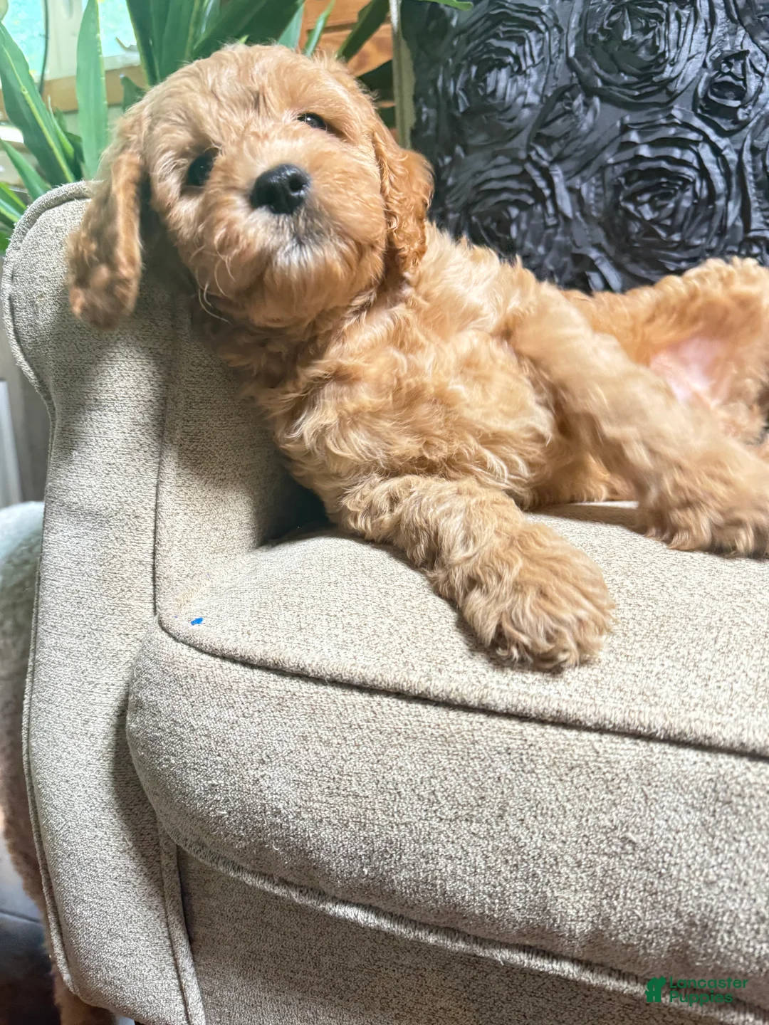 Cavapoo dogs for sale: Bear  - Ad 2