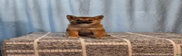 Shiba Inu dogs for sale: Paula  - Ad 1
