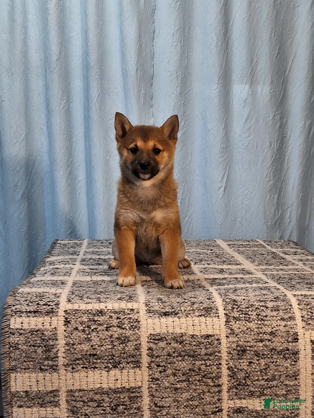 Shiba Inu dogs for sale: Paula  - Ad 1