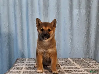Shiba Inu dogs for sale: Paula - Ad 4