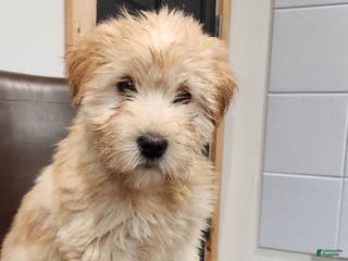 Soft Coated Wheaten Terrier dogs Lexi - Ad 6