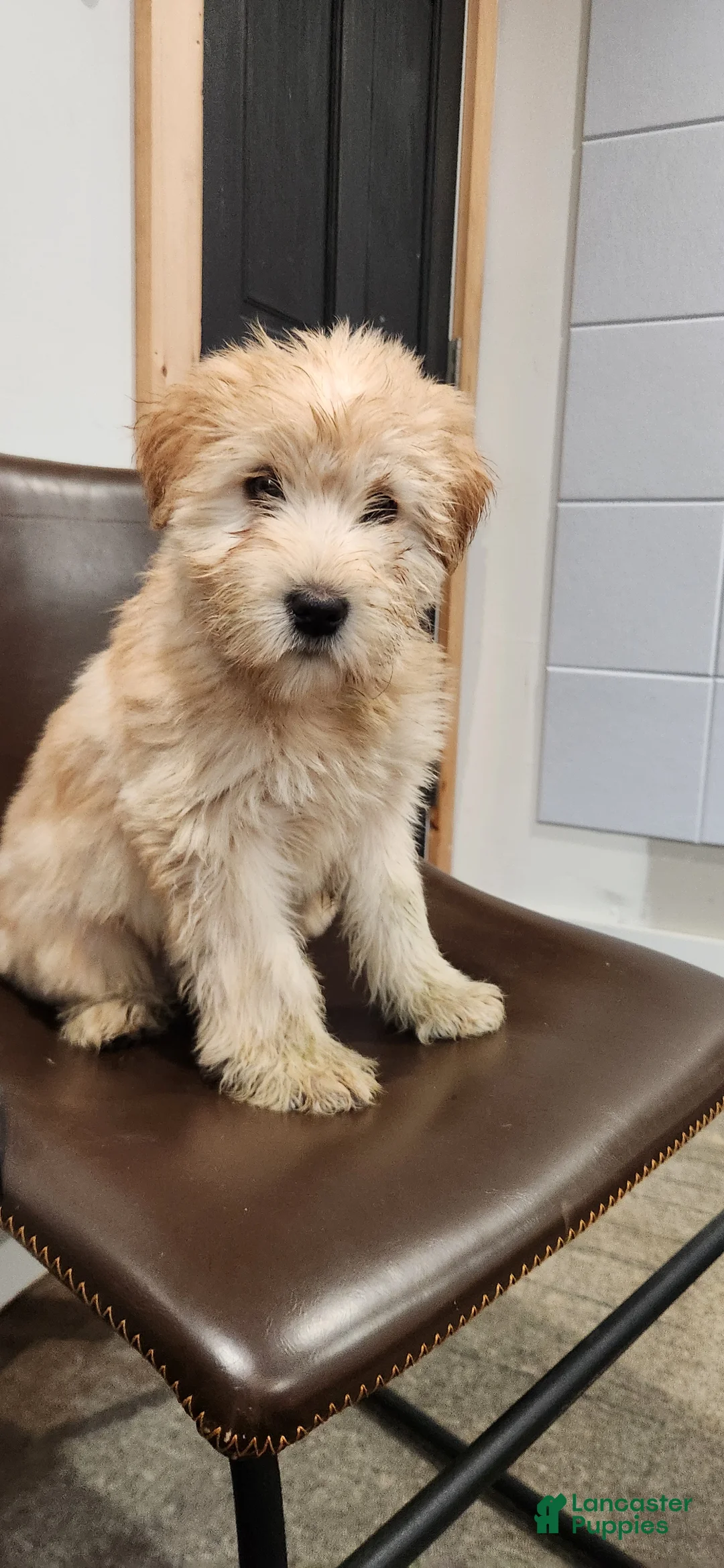 Soft Coated Wheaten Terrier dogs for sale: Lexi - Ad 1