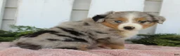 Miniature Australian Shepherd dogs for sale: Miniature Australian Shepherd 4 - Ad 5
