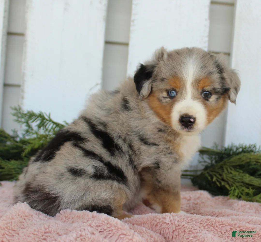 Miniature Australian Shepherd dogs for sale: Miniature Australian Shepherd 4 - Ad 5