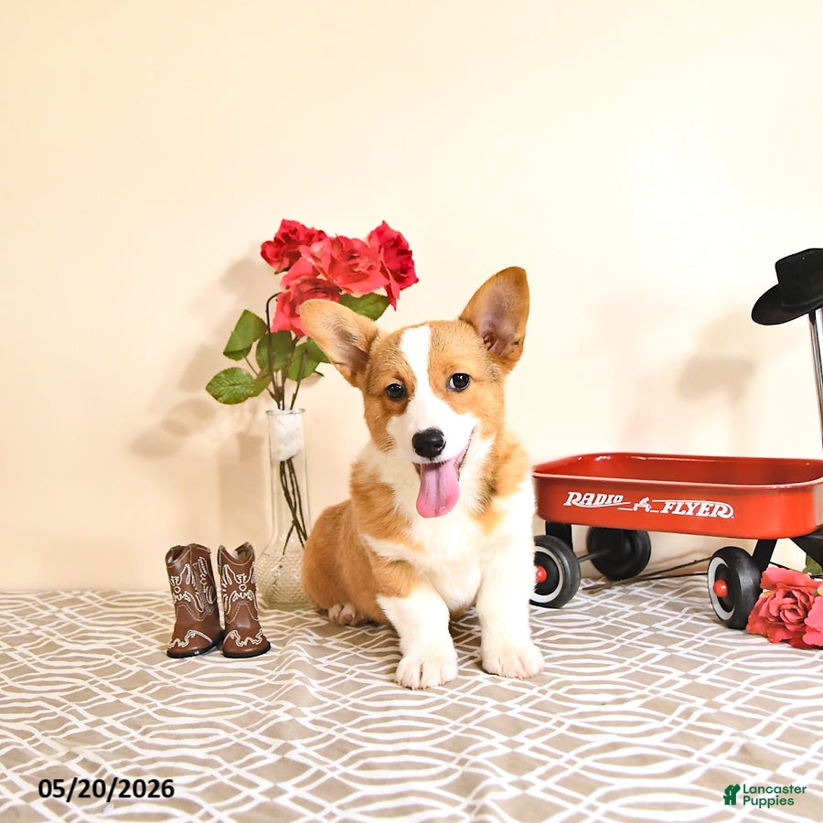 Welsh Corgi Pembroke dogs for sale: Kristy - Ad 3