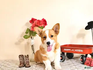 Welsh Corgi Pembroke dogs for sale: Kristy - Ad 3