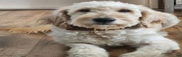 Goldendoodle dogs for sale: Nes - Ad 5