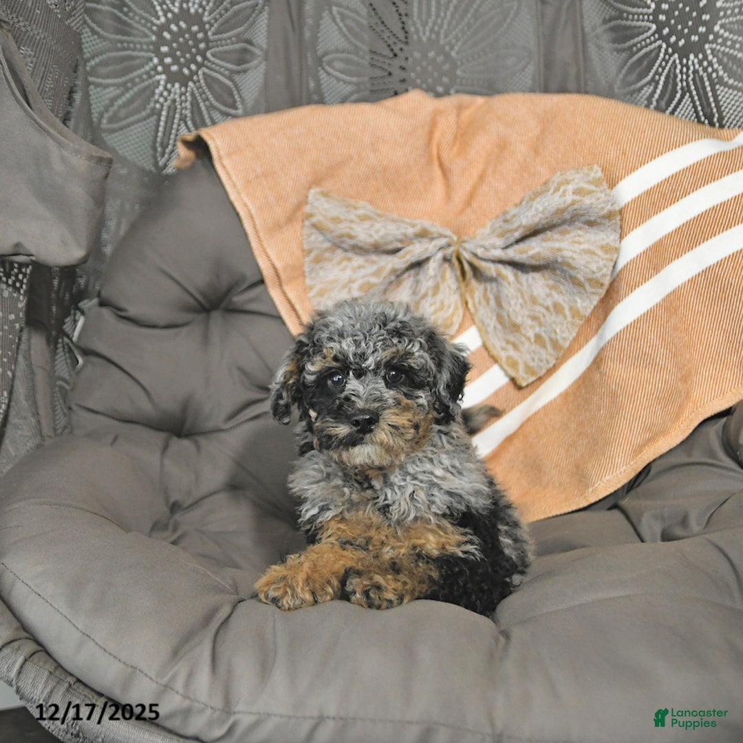 Miniature Poodle dogs for sale: Andy - Ad 4